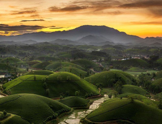 Những đồi chè xanh ngát có cảnh đẹp như phim ở khắp Việt Nam - ảnh 13