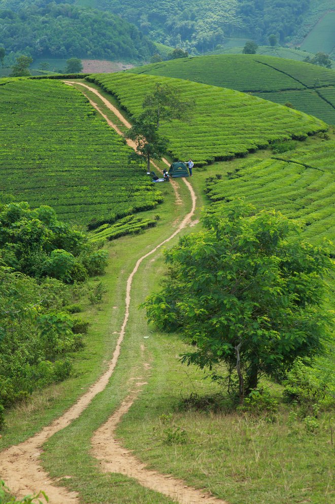 Những đồi chè xanh ngát có cảnh đẹp như phim ở khắp Việt Nam - ảnh 15