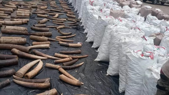 3 người Việt bị buộc tội buôn lậu ngà voi, vảy tê tê ở Nigeria - ảnh 1