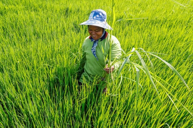 Thái Lan phát triển giống lúa mới chịu được tác động của lũ lụt - ảnh 1
