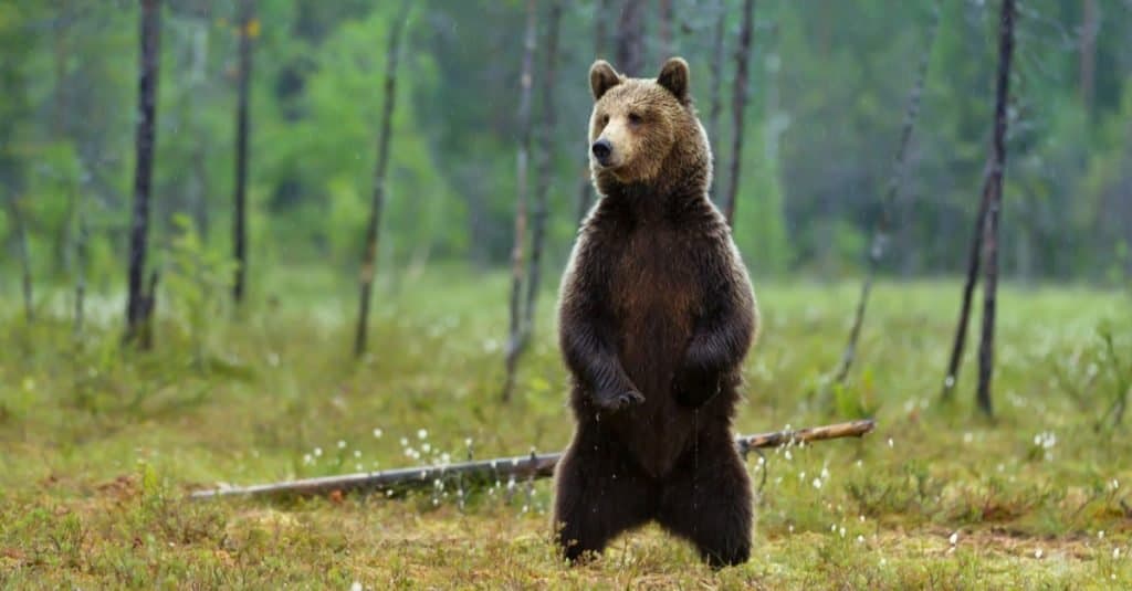 Những loài gấu to lớn nhất còn tồn tại trên Trái đất - ảnh 5