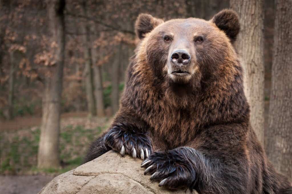 Những loài gấu to lớn nhất còn tồn tại trên Trái đất - ảnh 8