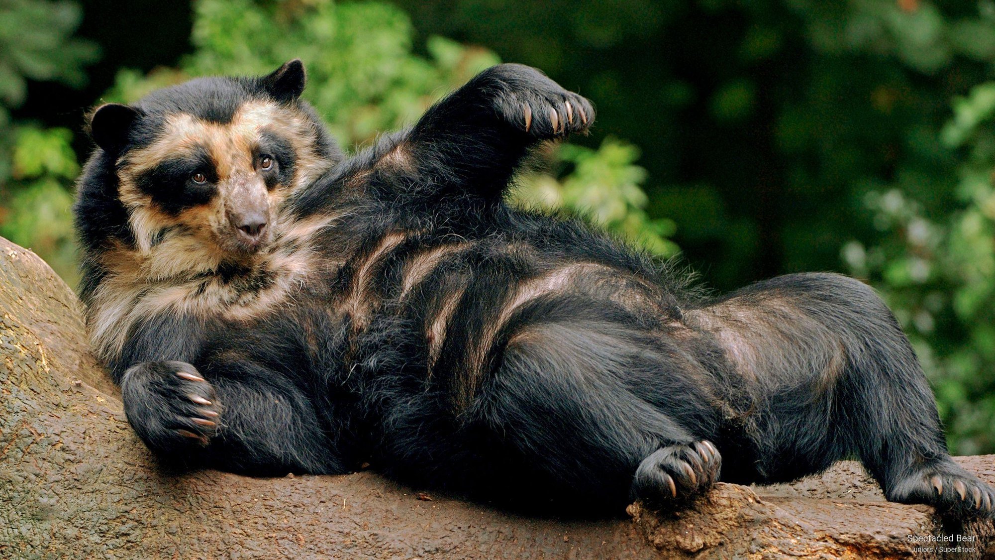 Những loài gấu to lớn nhất còn tồn tại trên Trái đất - ảnh 3