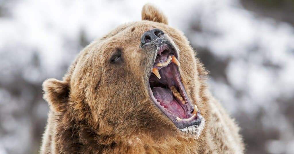 Những loài gấu to lớn nhất còn tồn tại trên Trái đất - ảnh 6