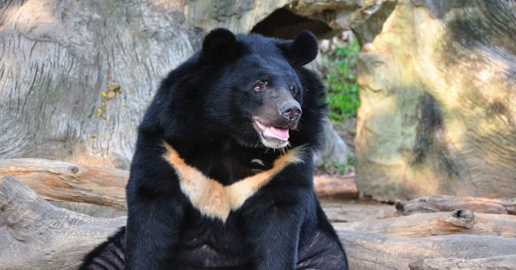 Những loài gấu to lớn nhất còn tồn tại trên Trái đất - ảnh 2