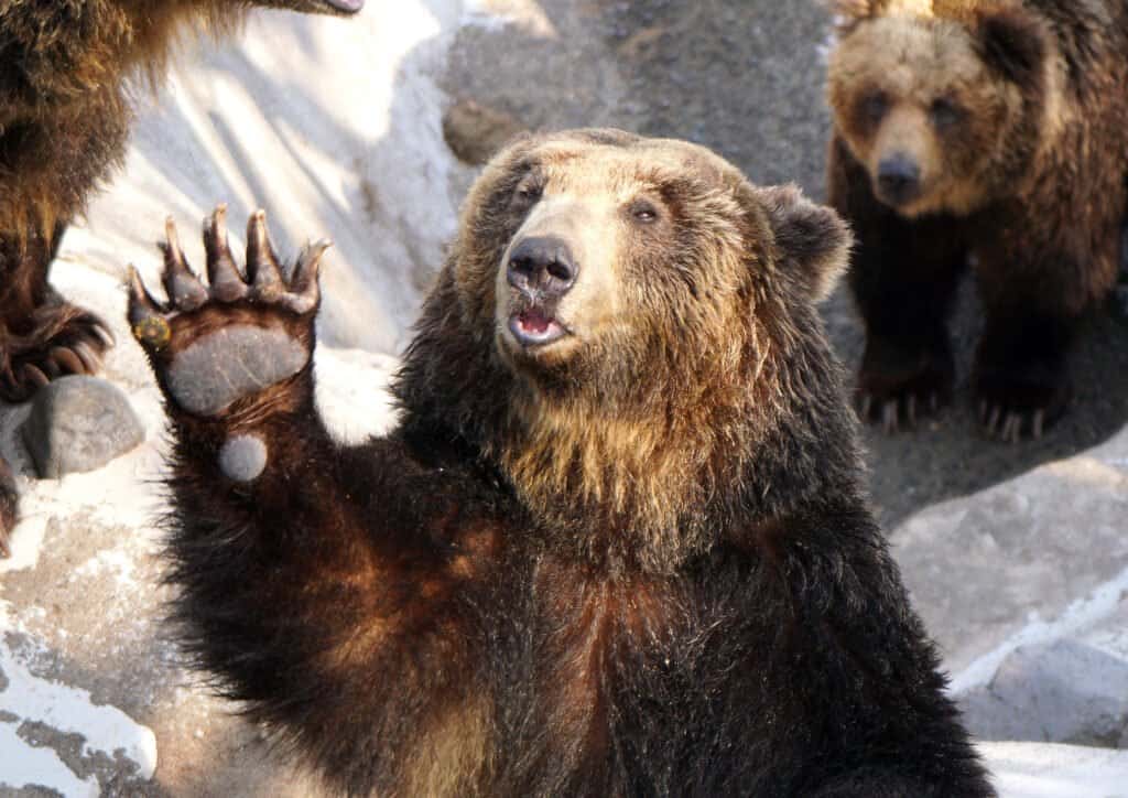 Những loài gấu to lớn nhất còn tồn tại trên Trái đất - ảnh 7