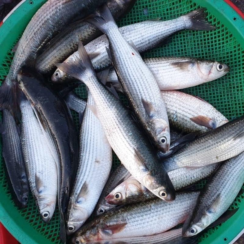 5 loại cá đi chợ nên mua, cá vừa bổ lại không nuôi công nghiệp - ảnh 3