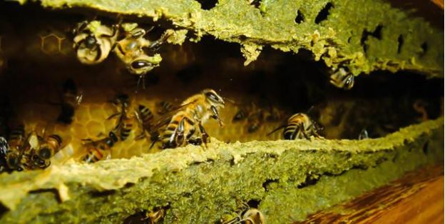 Bất ngờ với lợi ích vượt trội của keo ong xanh mang lại cho sức khỏe - ảnh 1