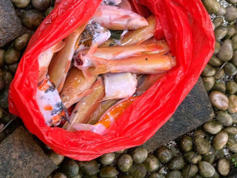 Singapore: 23 con cá Koi bị gặm nham nhở, chủ sốc nặng nhưng không thể làm gì với thủ phạm - ảnh 2