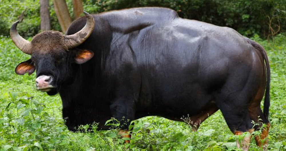 Gaur: Loài lớn nhất và cao nhất trong số các loài gia súc hoang dã - ảnh 1