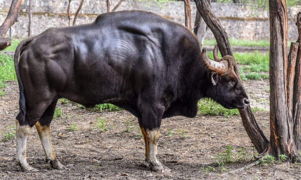 Gaur: Loài lớn nhất và cao nhất trong số các loài gia súc hoang dã - ảnh 5