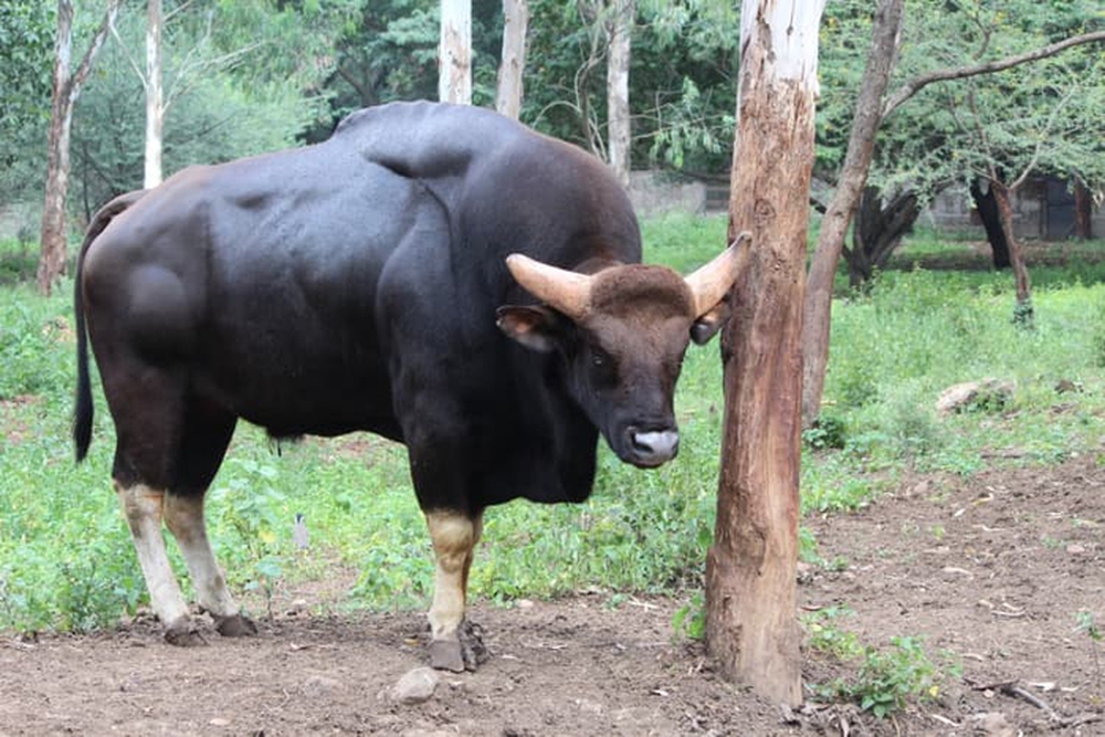 Gaur: Loài lớn nhất và cao nhất trong số các loài gia súc hoang dã - ảnh 3