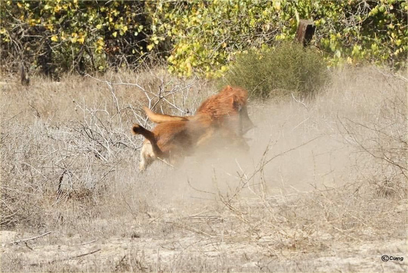 Đôi chó cosplay sư tử, ''diễn cảnh'' thiên nhiên hoang dã khắc nghiệt - ảnh 3