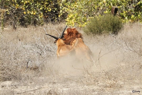 Đôi chó cosplay sư tử, ''diễn cảnh'' thiên nhiên hoang dã khắc nghiệt - ảnh 5
