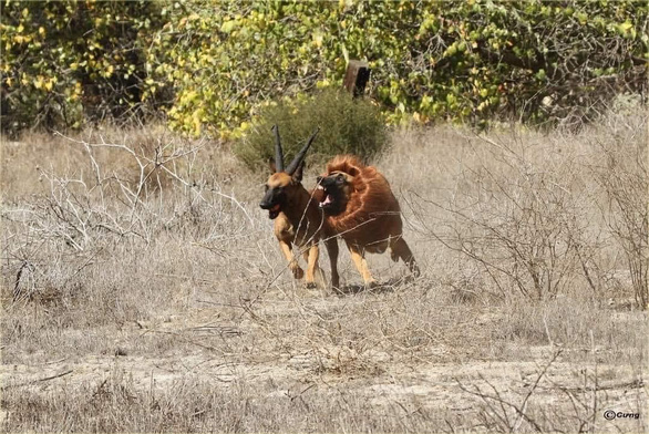 Đôi chó cosplay sư tử, ''diễn cảnh'' thiên nhiên hoang dã khắc nghiệt - ảnh 4