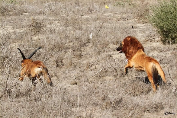 Đôi chó cosplay sư tử, ''diễn cảnh'' thiên nhiên hoang dã khắc nghiệt - ảnh 2