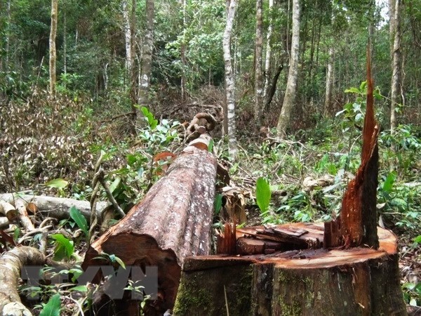 Tổng cục Lâm nghiệp: Chấn chỉnh công tác bảo vệ rừng tại Đắk Nông - ảnh 1