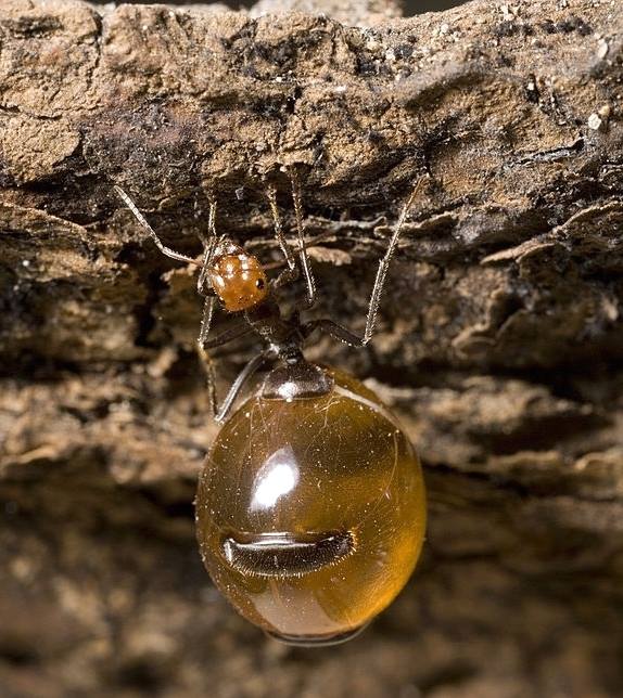 Honeypot: Loài kiến ​​duy nhất trên thế giới sản xuất mật - ảnh 3