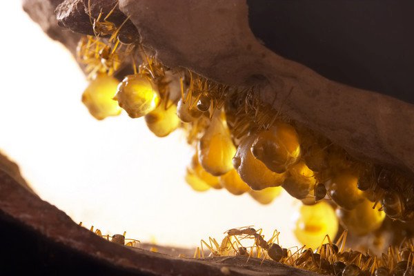 Honeypot: Loài kiến ​​duy nhất trên thế giới sản xuất mật - ảnh 4