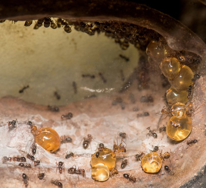 Honeypot: Loài kiến ​​duy nhất trên thế giới sản xuất mật - ảnh 2