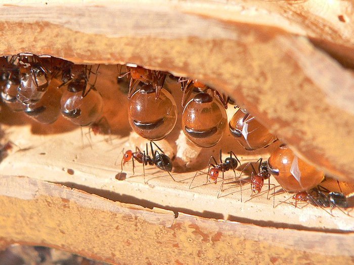 Honeypot: Loài kiến ​​duy nhất trên thế giới sản xuất mật - ảnh 1