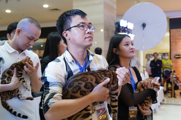 Hơn 100 “hoàng thượng” hội ngộ tại cuộc thi mèo đẹp, có thí sinh giá 300 triệu đồng - ảnh 3