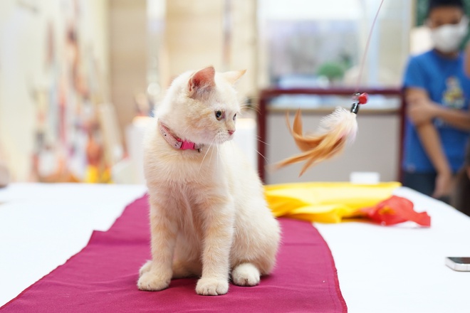 Hơn 100 “hoàng thượng” hội ngộ tại cuộc thi mèo đẹp, có thí sinh giá 300 triệu đồng - ảnh 9