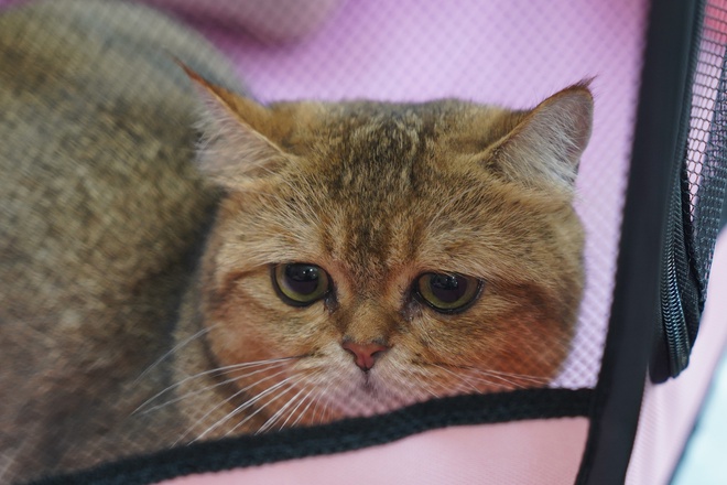 Hơn 100 “hoàng thượng” hội ngộ tại cuộc thi mèo đẹp, có thí sinh giá 300 triệu đồng - ảnh 13