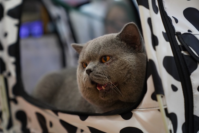 Hơn 100 “hoàng thượng” hội ngộ tại cuộc thi mèo đẹp, có thí sinh giá 300 triệu đồng - ảnh 16