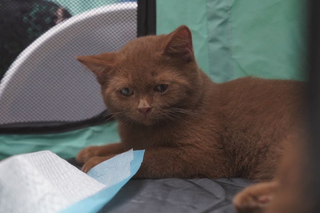 Hơn 100 “hoàng thượng” hội ngộ tại cuộc thi mèo đẹp, có thí sinh giá 300 triệu đồng - ảnh 15