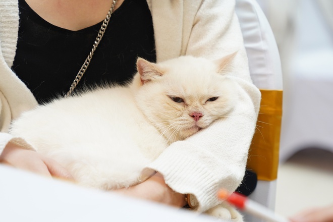 Hơn 100 “hoàng thượng” hội ngộ tại cuộc thi mèo đẹp, có thí sinh giá 300 triệu đồng - ảnh 12