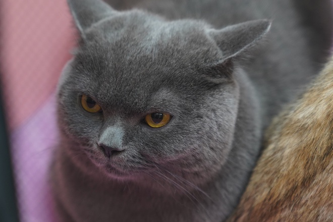 Hơn 100 “hoàng thượng” hội ngộ tại cuộc thi mèo đẹp, có thí sinh giá 300 triệu đồng - ảnh 14