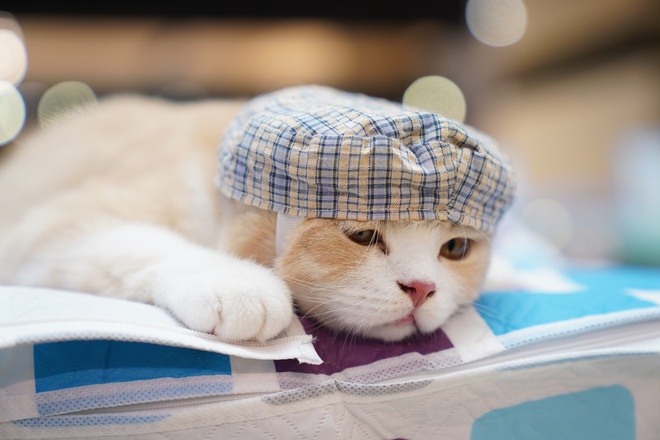 Hơn 100 “hoàng thượng” hội ngộ tại cuộc thi mèo đẹp, có thí sinh giá 300 triệu đồng - ảnh 8