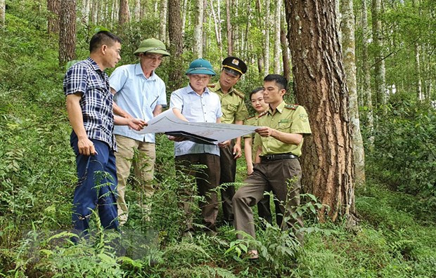 Phát triển diện tích, tăng chất lượng hiệu quả trồng rừng gỗ lớn - ảnh 1