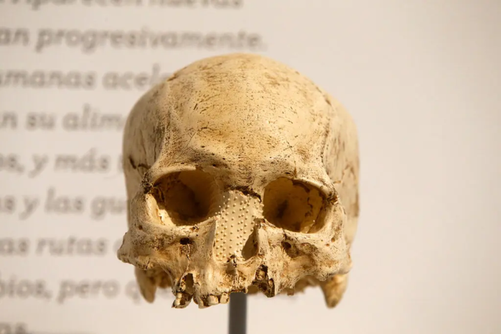 18.000 chiếc sọ người ở bảo tàng Pháp thuộc về ai? - ảnh 1
