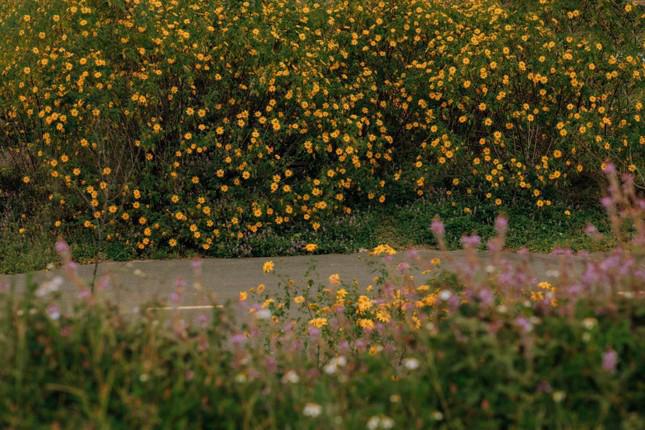 Đà Lạt mùa đẹp nhất trong năm: Lạc lối giữa sắc vàng của hoa dã quỳ, Gen Z tha hồ sống ảo - ảnh 4