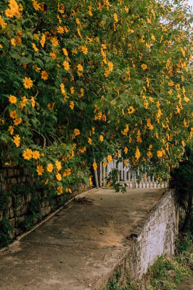 Đà Lạt mùa đẹp nhất trong năm: Lạc lối giữa sắc vàng của hoa dã quỳ, Gen Z tha hồ sống ảo - ảnh 2