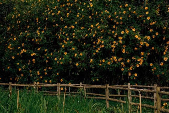 Đà Lạt mùa đẹp nhất trong năm: Lạc lối giữa sắc vàng của hoa dã quỳ, Gen Z tha hồ sống ảo - ảnh 1