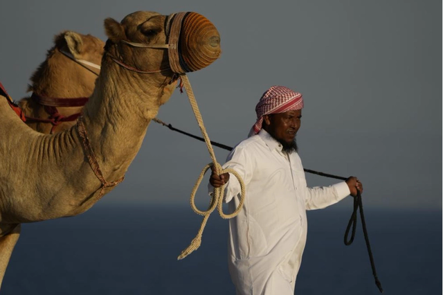 Du lịch Qatar bội thu mùa World Cup: Đến lạc đà cũng 