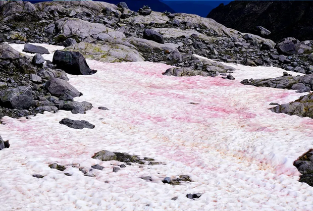 Hiện tượng tuyết hồng kỳ lạ trên các dãy núi: Đẹp mê man nhưng đồng thời là cảnh báo đỏ cho hành tinh chúng ta? - ảnh 3