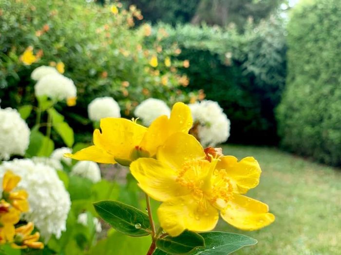 Nhà vườn mô phỏng bông hoa sen, nhường mảng xanh cho đất, nắng và gió - ảnh 19