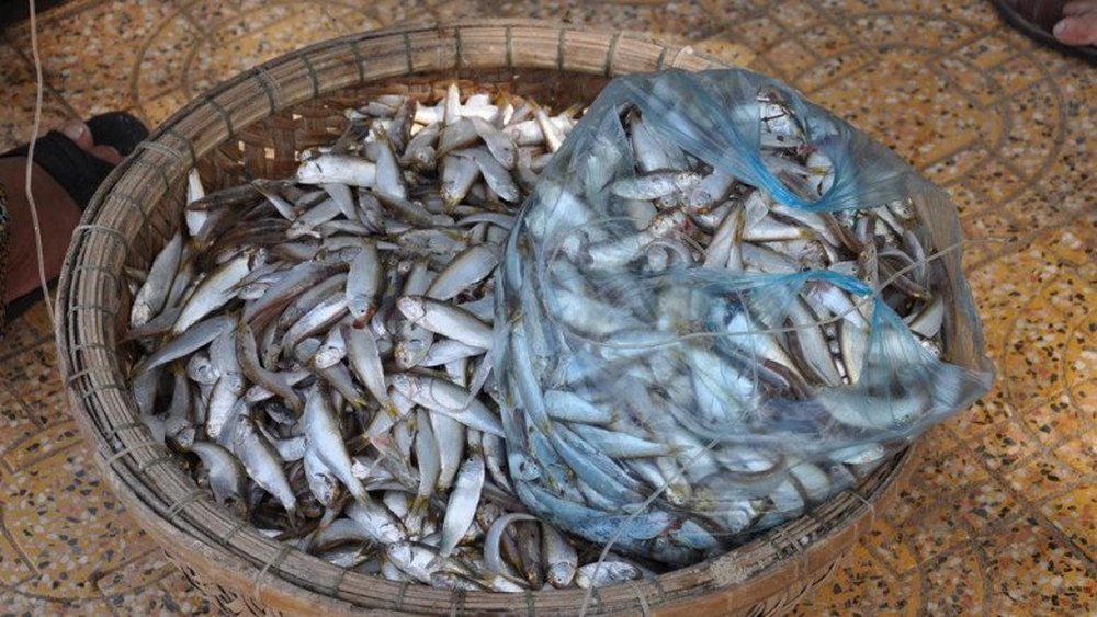 Loại cá xưa ít người ăn, nay thành đặc sản Quảng Bình - ảnh 1