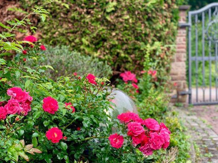 Nhà vườn mô phỏng bông hoa sen, nhường mảng xanh cho đất, nắng và gió - ảnh 21