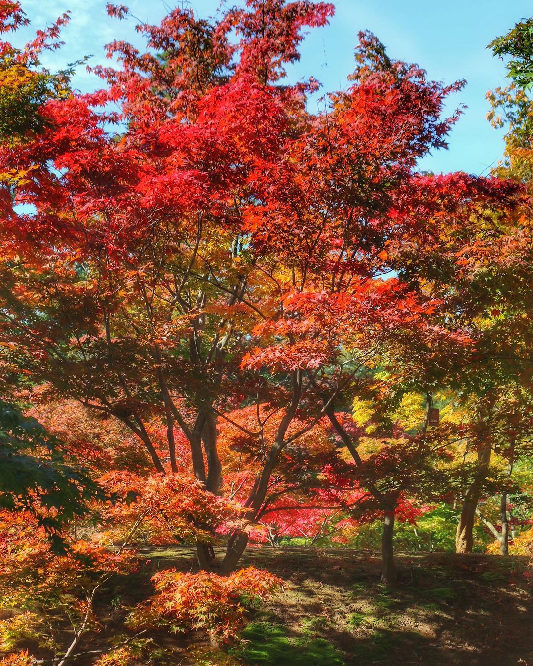 6 địa điểm tận hưởng mùa thu, ngắm lá vàng rơi lãng mạn ở Hàn Quốc - ảnh 3