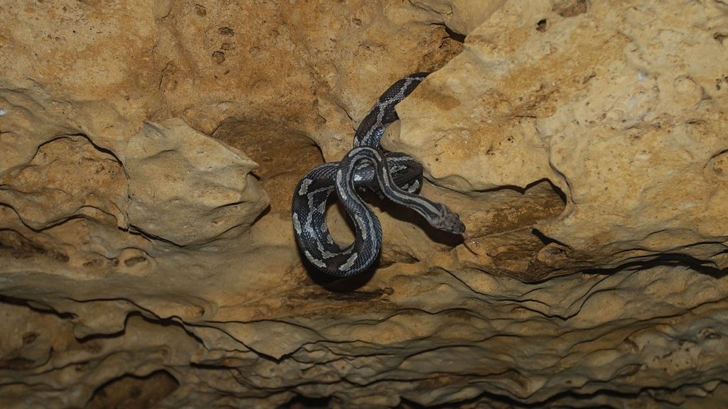 Hang rắn treo kỳ quái ở Mexico - ảnh 2