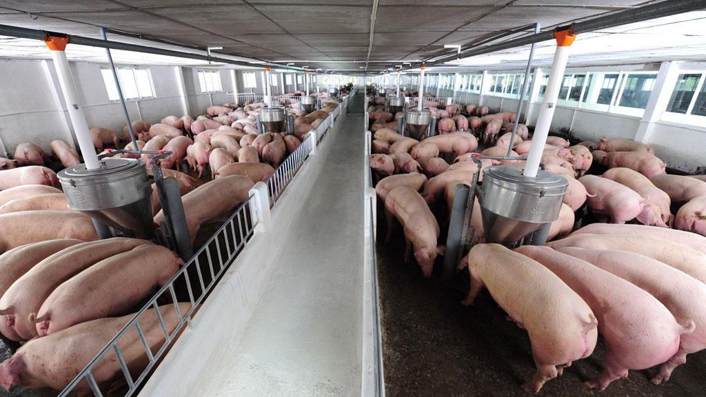 Nghịch lý:Giá thịt lợn 