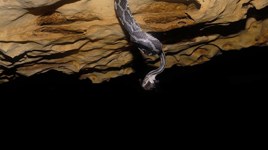 Hang rắn treo kỳ quái ở Mexico - ảnh 4