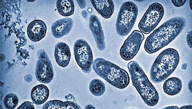 Australia mở cuộc điều tra đợt lây nhiễm vi khuẩn Salmonella - ảnh 1