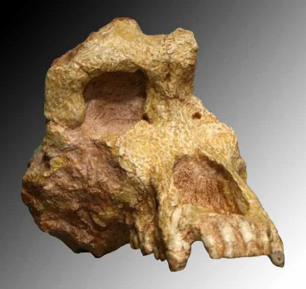 Hóa thạch từ 7 triệu năm trước chứng minh rằng loài người đã tiến hóa ở châu Âu - ảnh 4