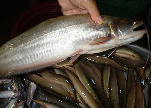 Loại cá xưa có đầy chẳng ai ăn, giờ thành đặc sản được bao người ưa chuộng vì ngon và bổ, 450.000 đồng/kg - ảnh 1